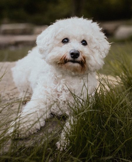 Tierfotografie - Tier-Fotoshootings im Raum Rüthen und Umgebung