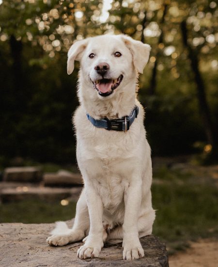 Tierfotografie - Tier-Fotoshootings im Raum Rüthen und Umgebung