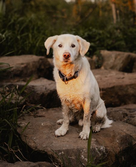 Tierfotografie - Tier-Fotoshootings im Raum Rüthen und Umgebung